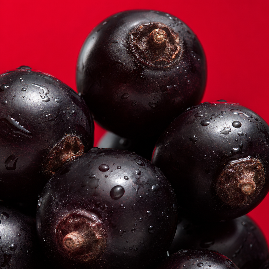 Schwarze Johannisbeere